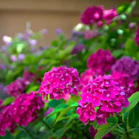 Tatyana Garden Apartment *