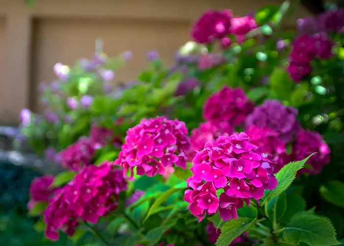 Tatyana Garden Apartment *